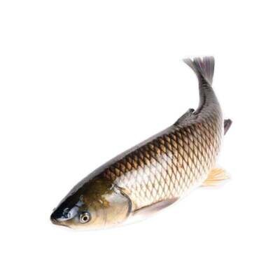 Baltasis amūras, iki 15 cm