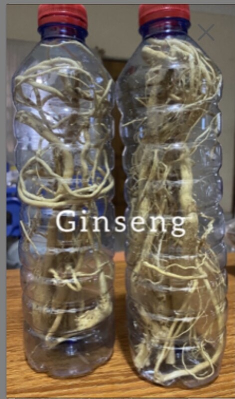 Ginseng Ginseng
