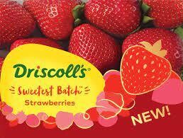 Strawberries Driscol