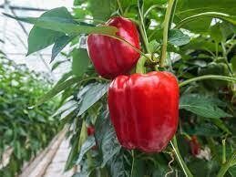 Red Bell Peppers (4)