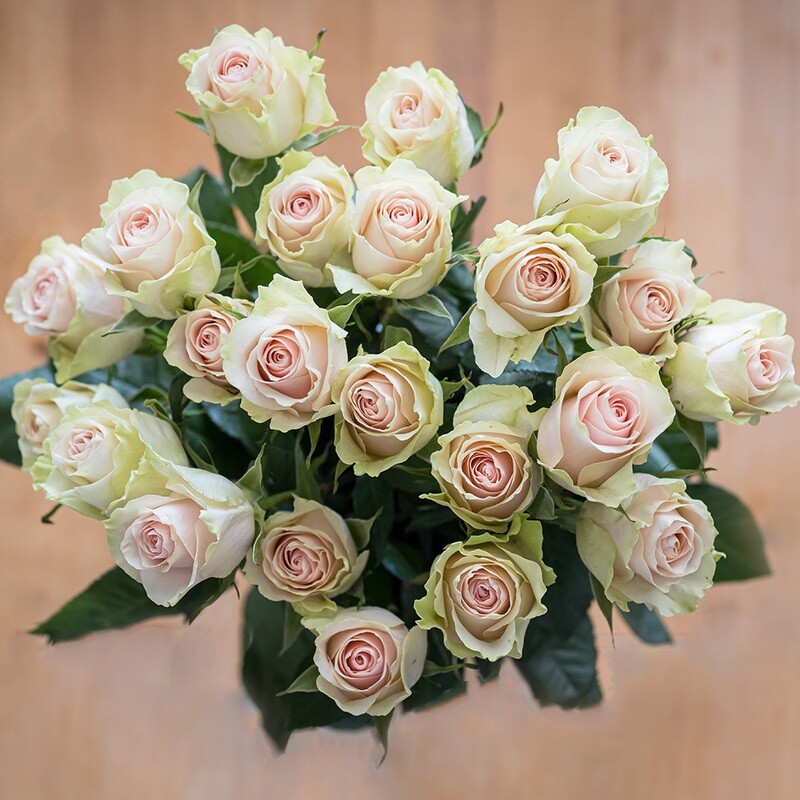 12 Blush Pink Roses
