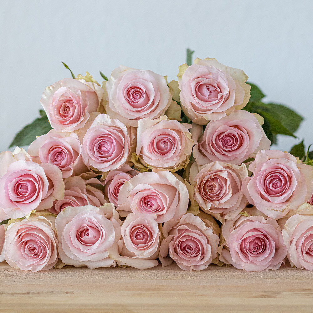 12 Pink Roses