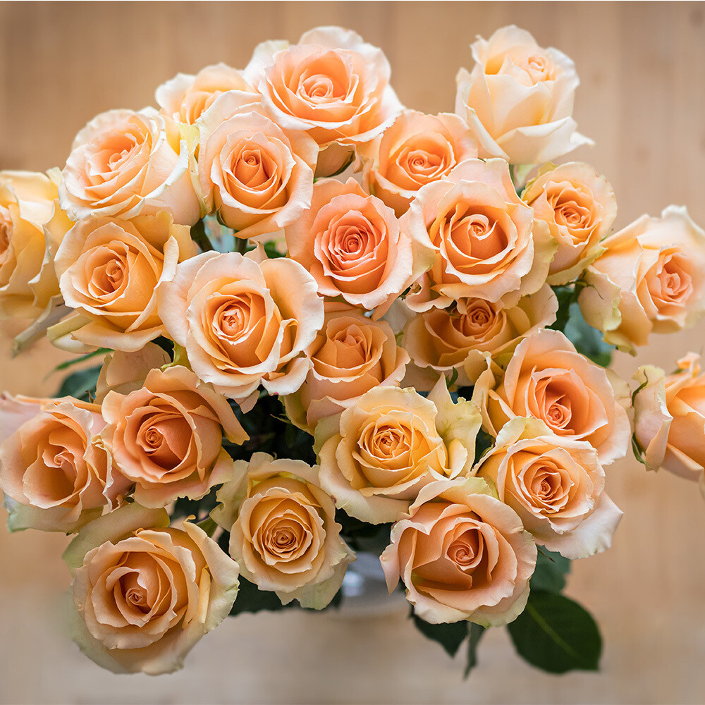 24 Peach Roses