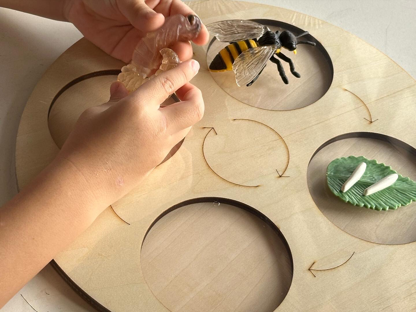 Just Wooden Lifecycle Board