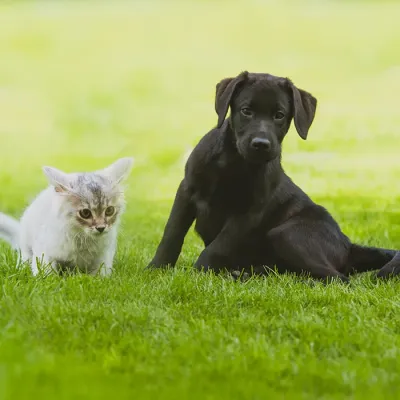 Dog and Cat Worm Kit - does not include lungworm test