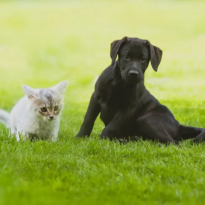 Dog and Cat Worm Kit - does not include lungworm test