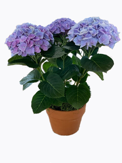 Hydrangea