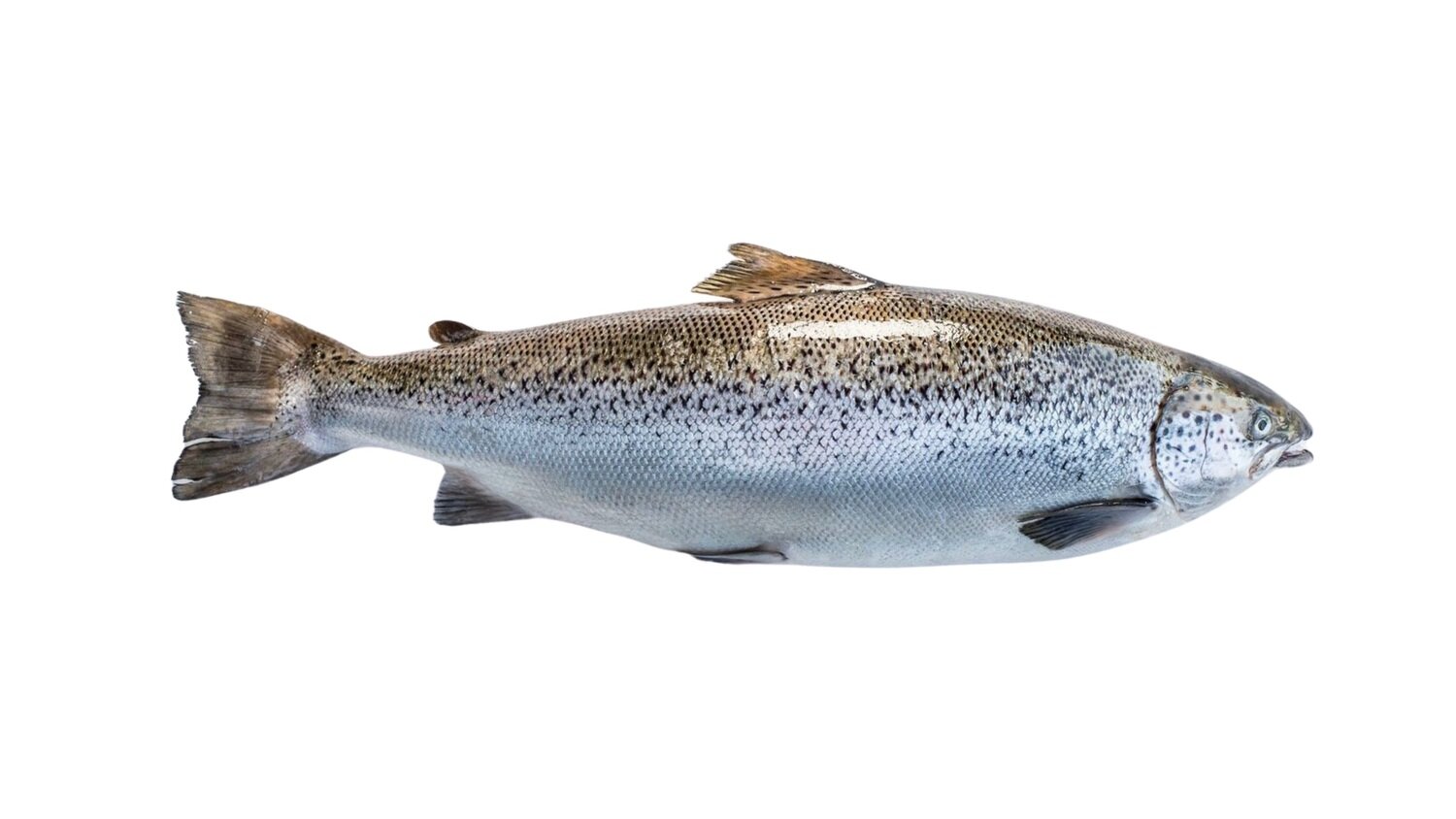 Salmon Fresh Head On Tasmanian