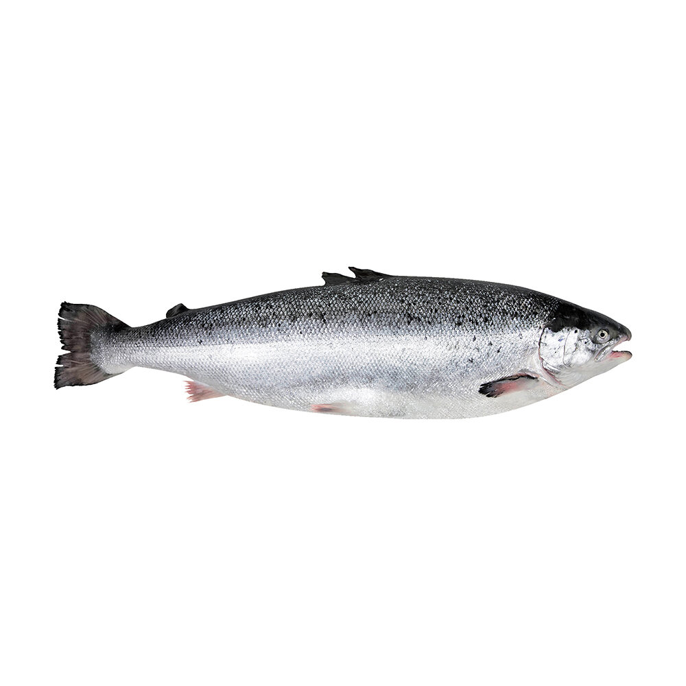 Salmon Fresh Head-On Norway 4-5 Kg