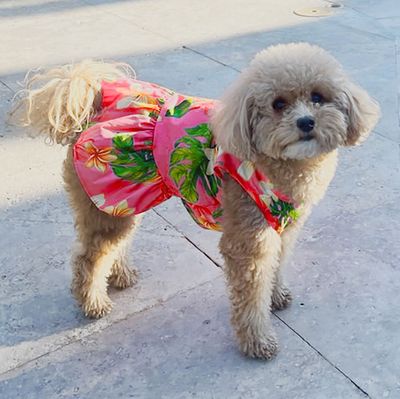Dog Dresses