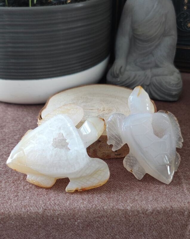 Tortue en Agate avec Druse - Qualité Extra