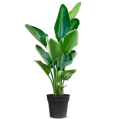PLANTEN