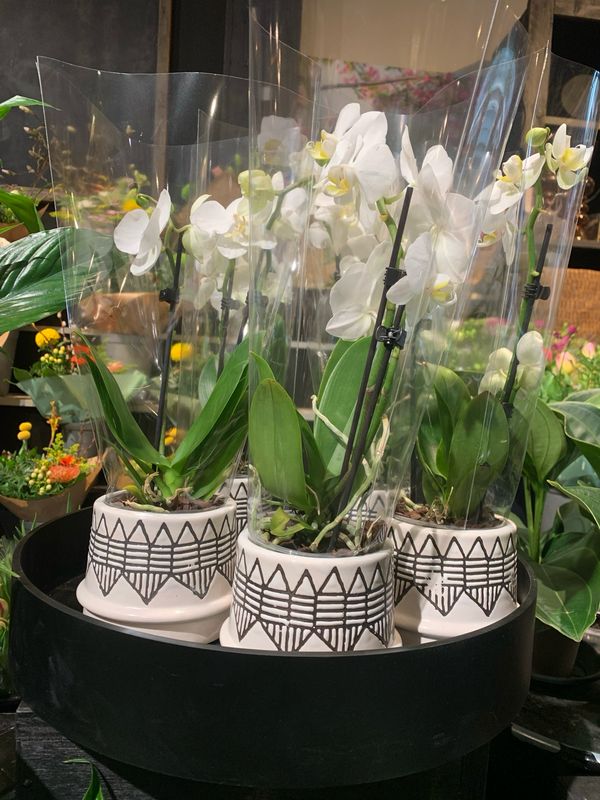 Orchidee in pot