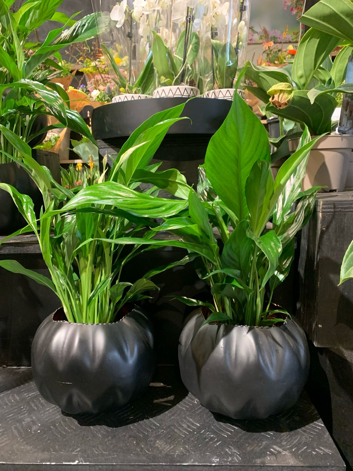 Spathiphyllum in pot