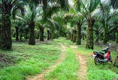 Template Perjanjian Kerjasama Kemitraan Bagi Hasil Perkebunan Kelapa Sawit – Masyarakat