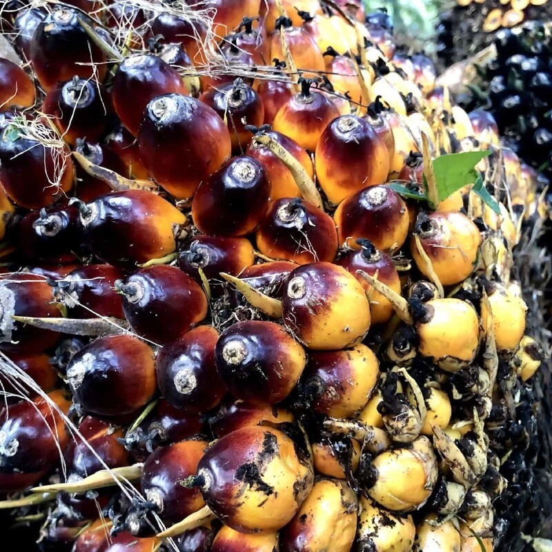 Template Perjanjian pembangunan perkebunan kelapa sawit bilingual