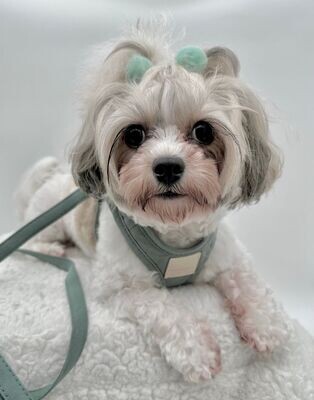 Harnesses