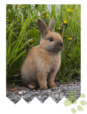 Available Small Animals