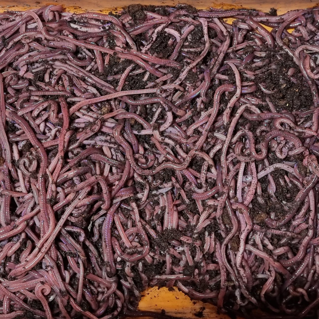 30-35pcs African Nightcrawlers (GST INCLUDED)