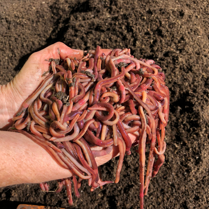 Premium Worm Products | Australian Worms | Australia