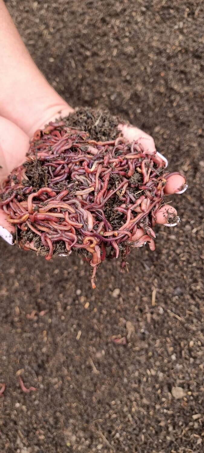 2000 Compost Worms