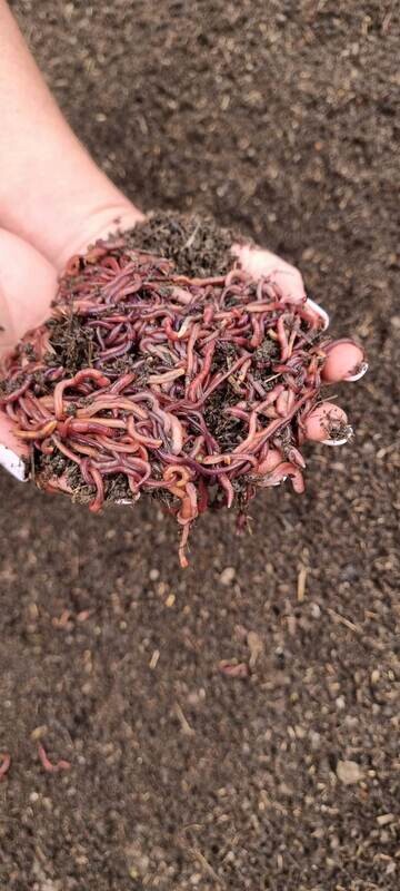 1000 Compost Worms