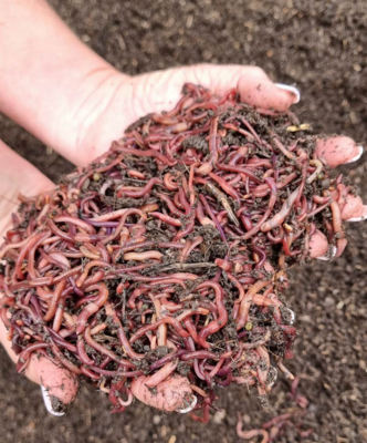 Compost Worm