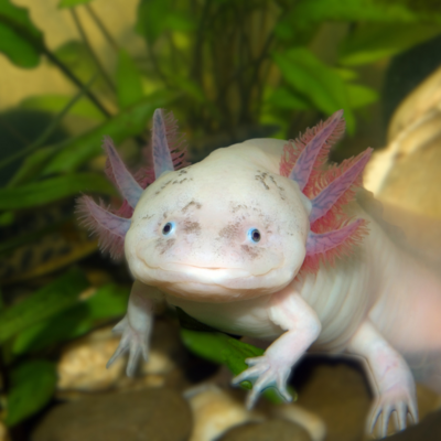Axolotls Worms