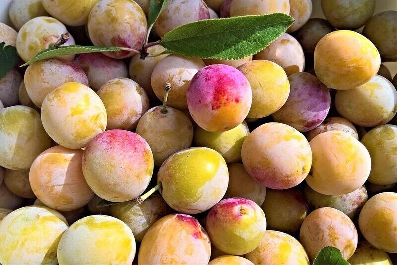 Prune Reine Claude