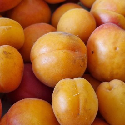 Abricots bio du Gard