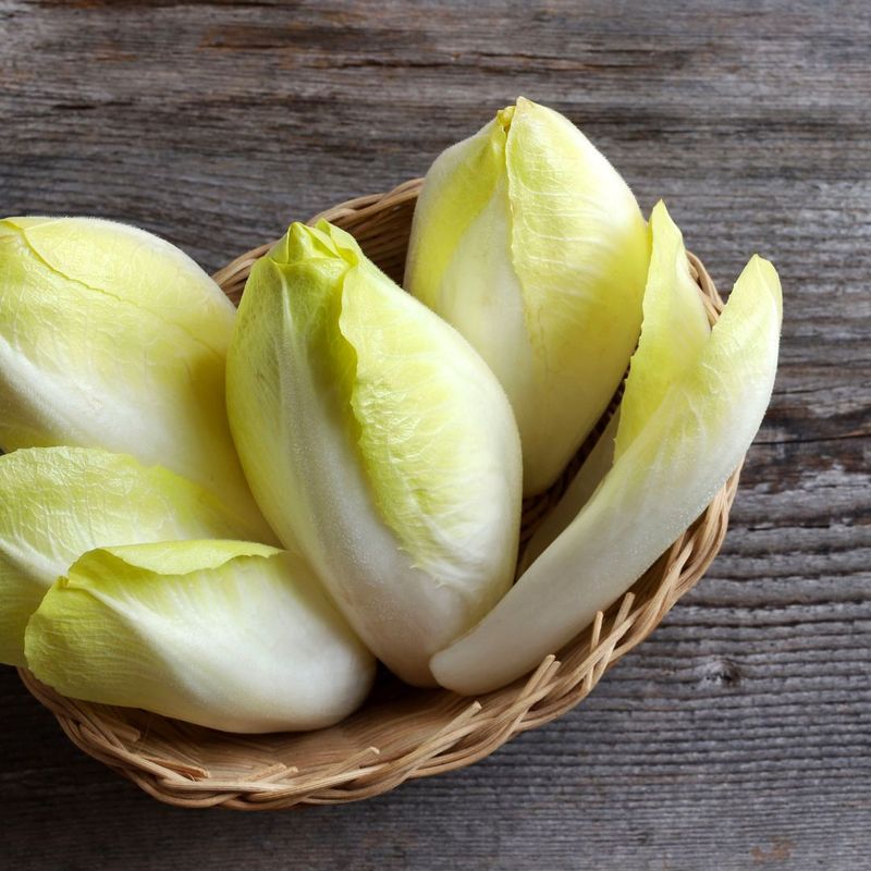 Endives du Nord