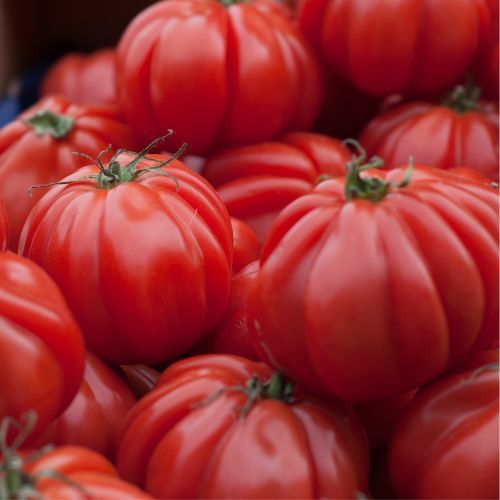 Tomates anciennes Bio