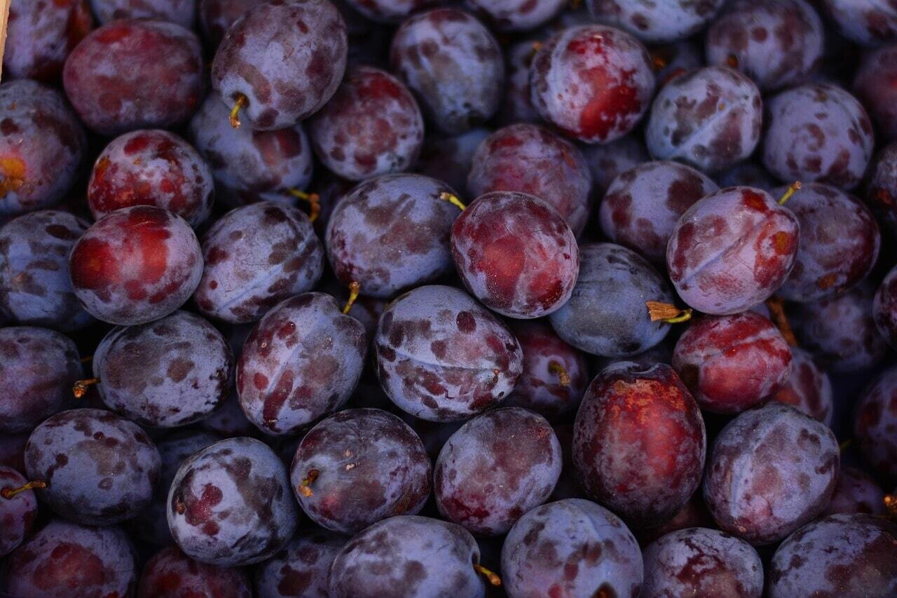 Prunes Bleues Bio