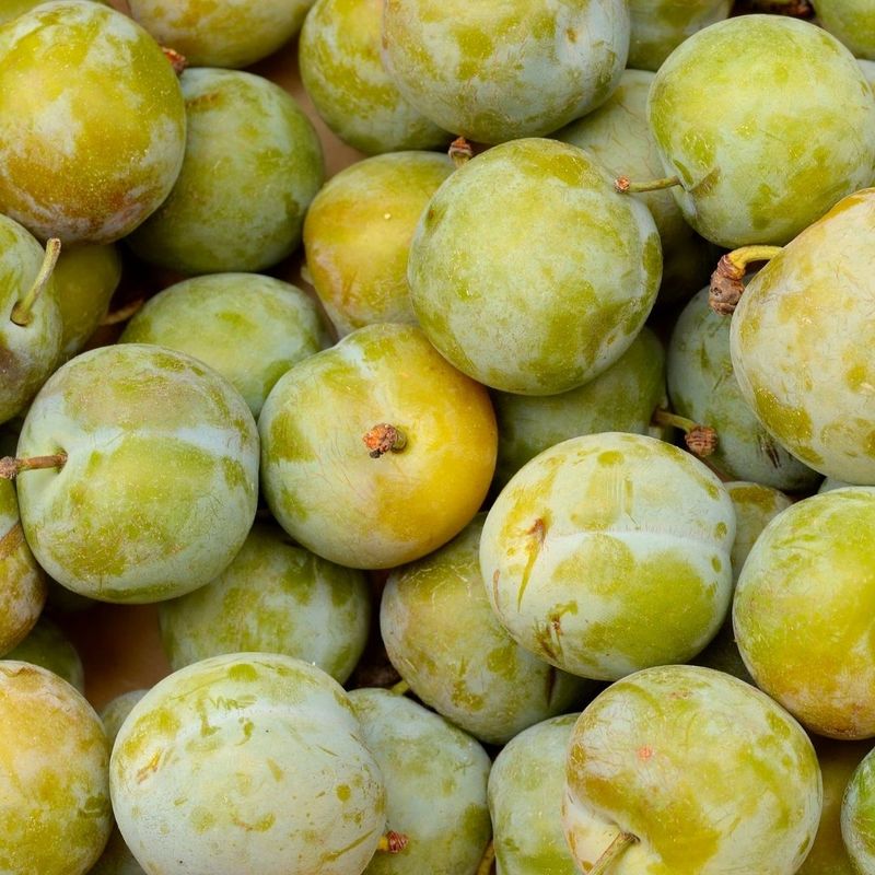 Prune Reine Claude