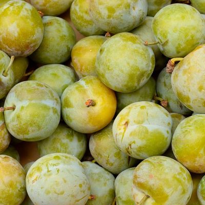 Prune Reine Claude