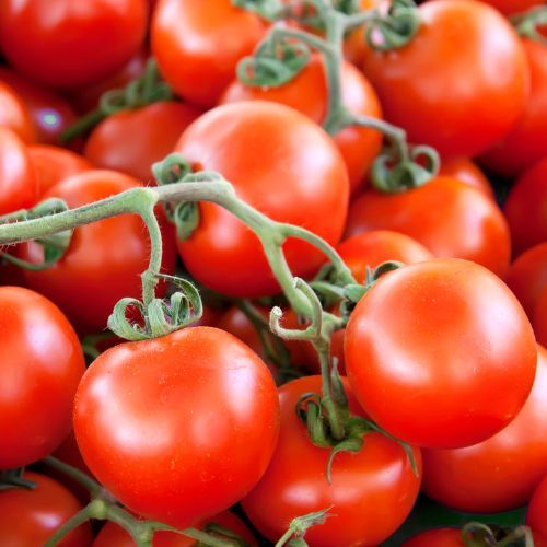 Tomates grappes