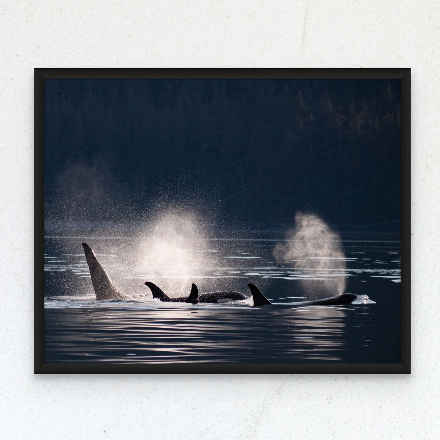 Orcas in the Sun