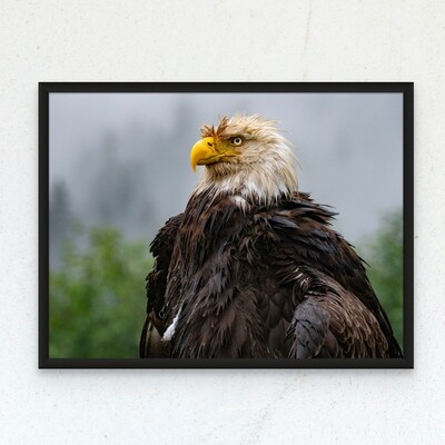 Eagle Portraits