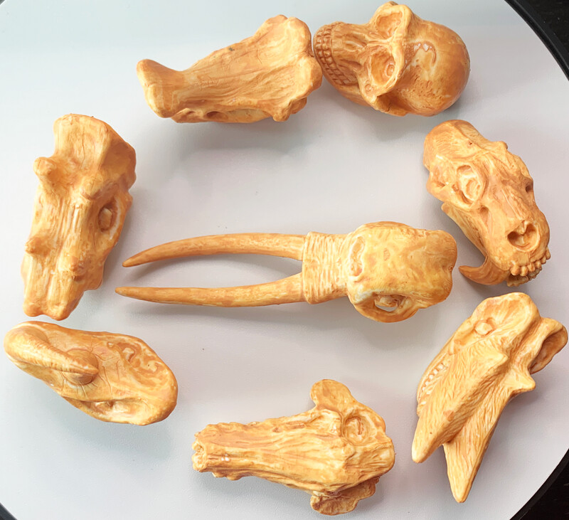 Extinct Mammal Skulls (Set of 8)