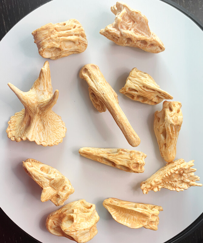 Dinosaur Skulls (Set of 11)