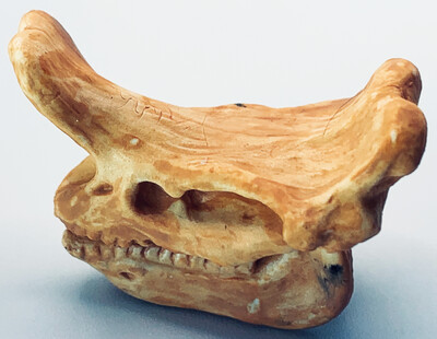 Batteling Ram Beast (Embolotherium) Skull