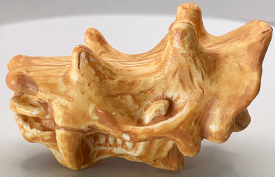 Uintatherium Skull