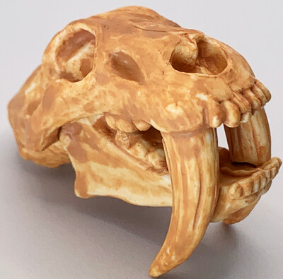 Saber Toothed Tiger (Smilodon) Skull