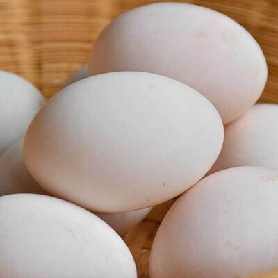 Duck Eggs 1/2 Dozen