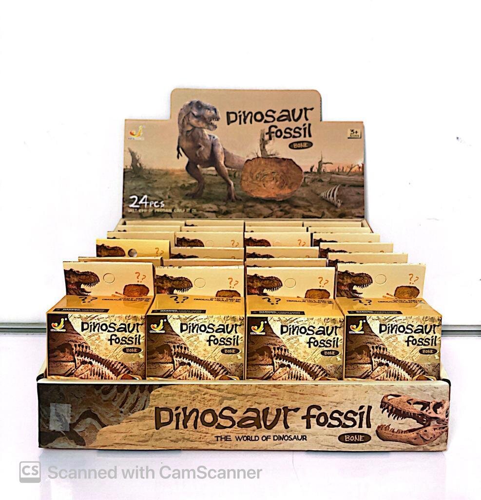 Dinosaur Fossil Bone in Box 24PC