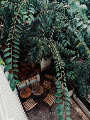 Trees