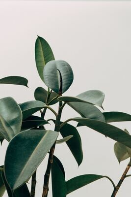 Greenery