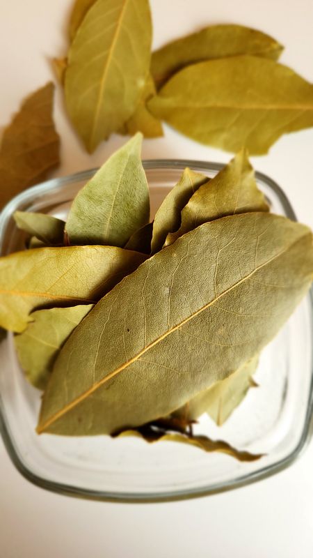 Feuilles de laurier sauce