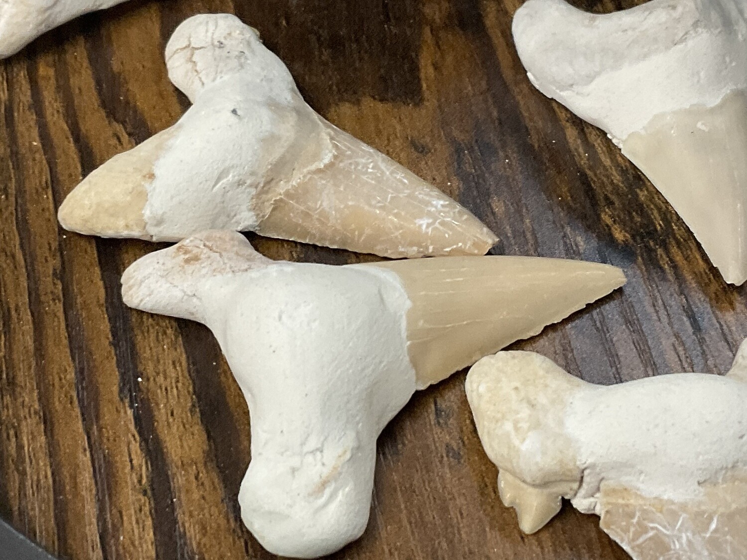 Shark Teeth