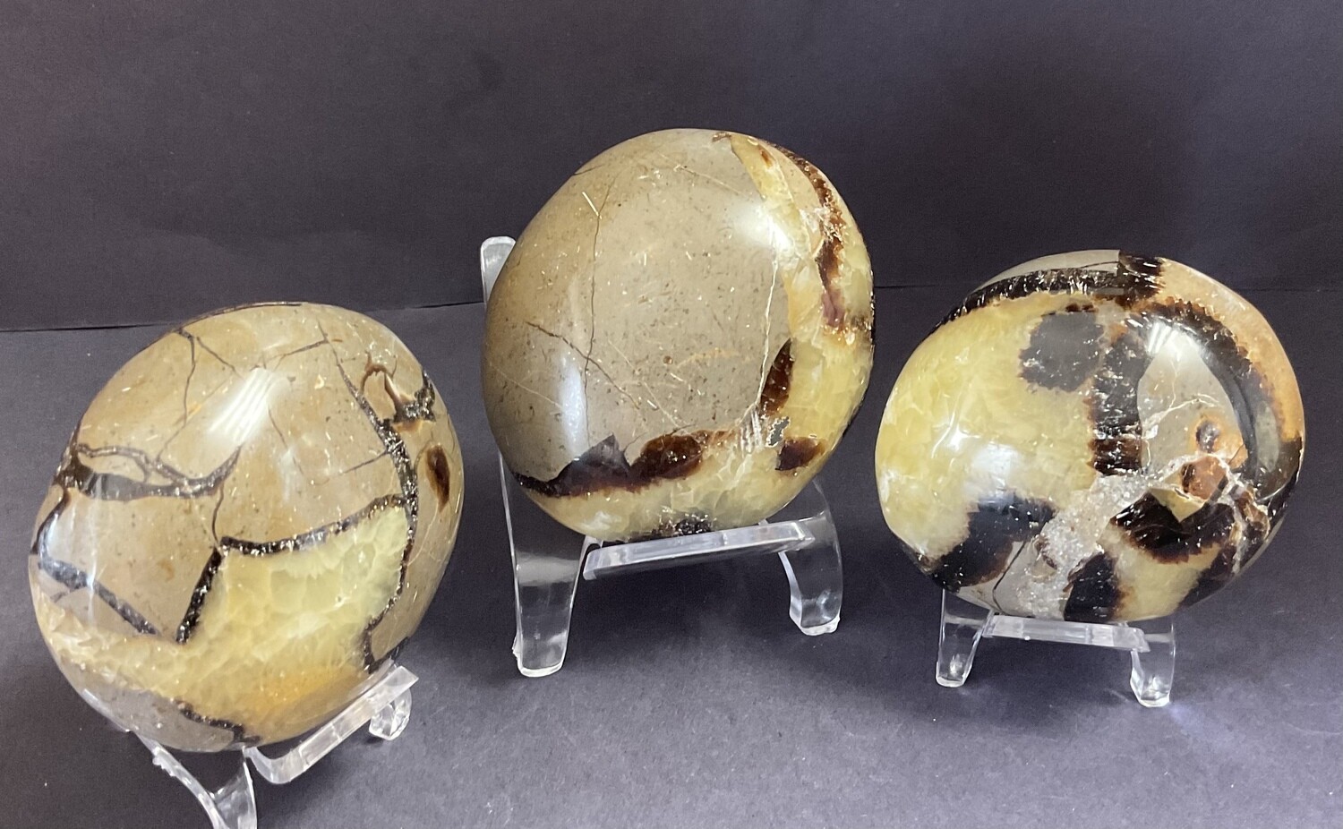 Septarian Gallet
